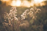pasture, grass, herbage