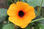 flower, nature, black eyed susan
