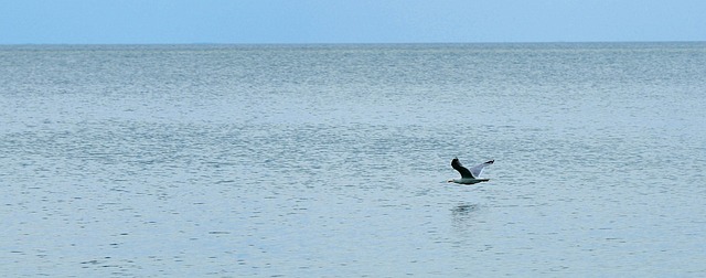Free Water Bird photo and picture