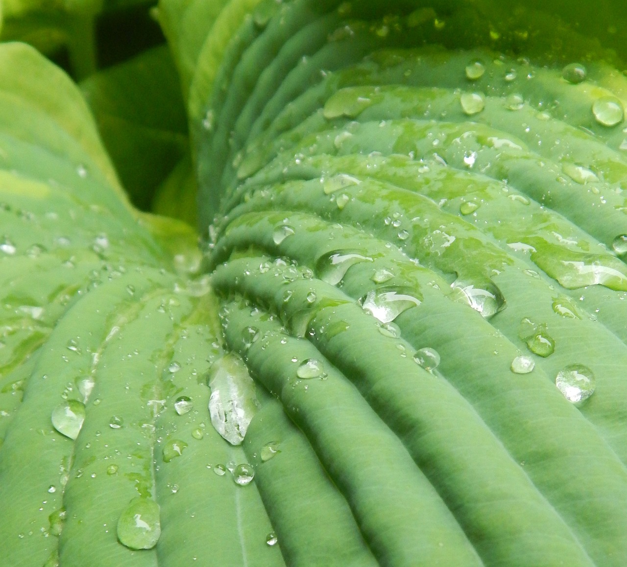 Hosta Hoja Flora Foto Gratis En Pixabay Pixabay Hosta hoja flora foto gratis en pixabay pixabay
