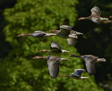 Oies Sauvages Vol D Oiseaux Photo Gratuite Sur Pixabay