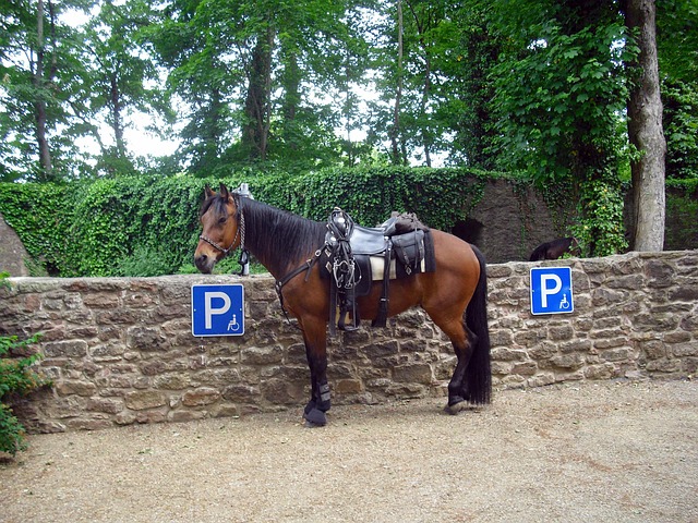Free Horse Mount photo and picture
