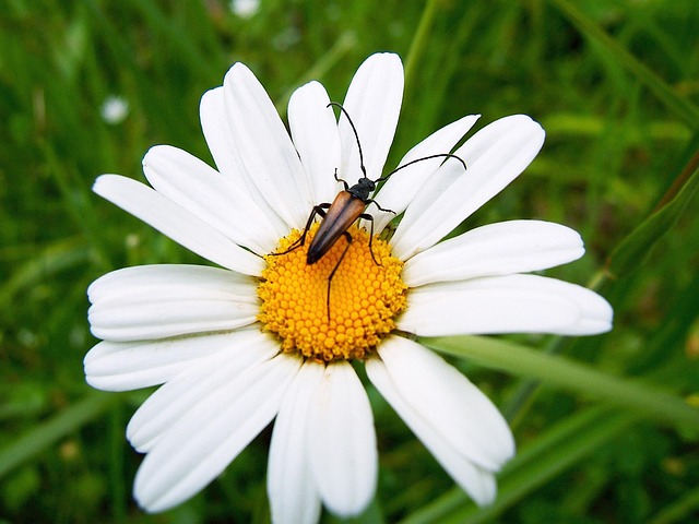 Free Beetle Black Beetle photo and picture