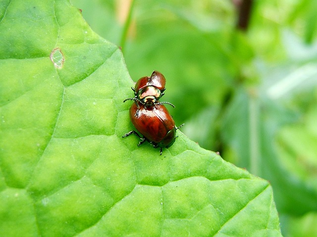 Free Macro Blade photo and picture