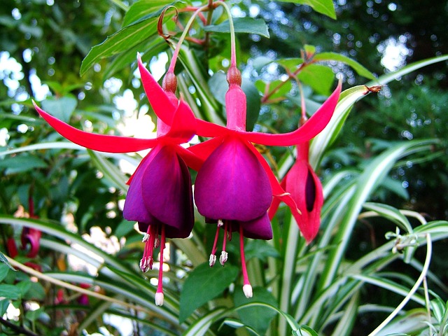 Free Bloom Macro photo and picture