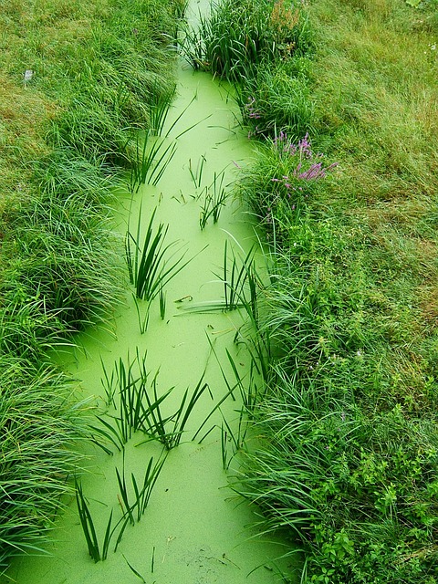 Free Green Grass photo and picture