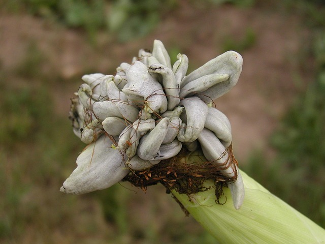 Free Maize Neoplasm photo and picture