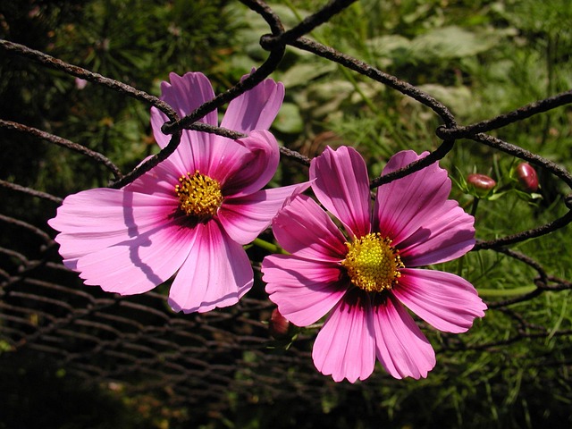 Free Bloom Macro photo and picture