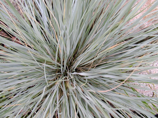 Free Plant Nature photo and picture