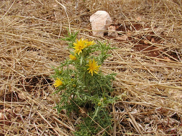 Free Thistle Nature photo and picture