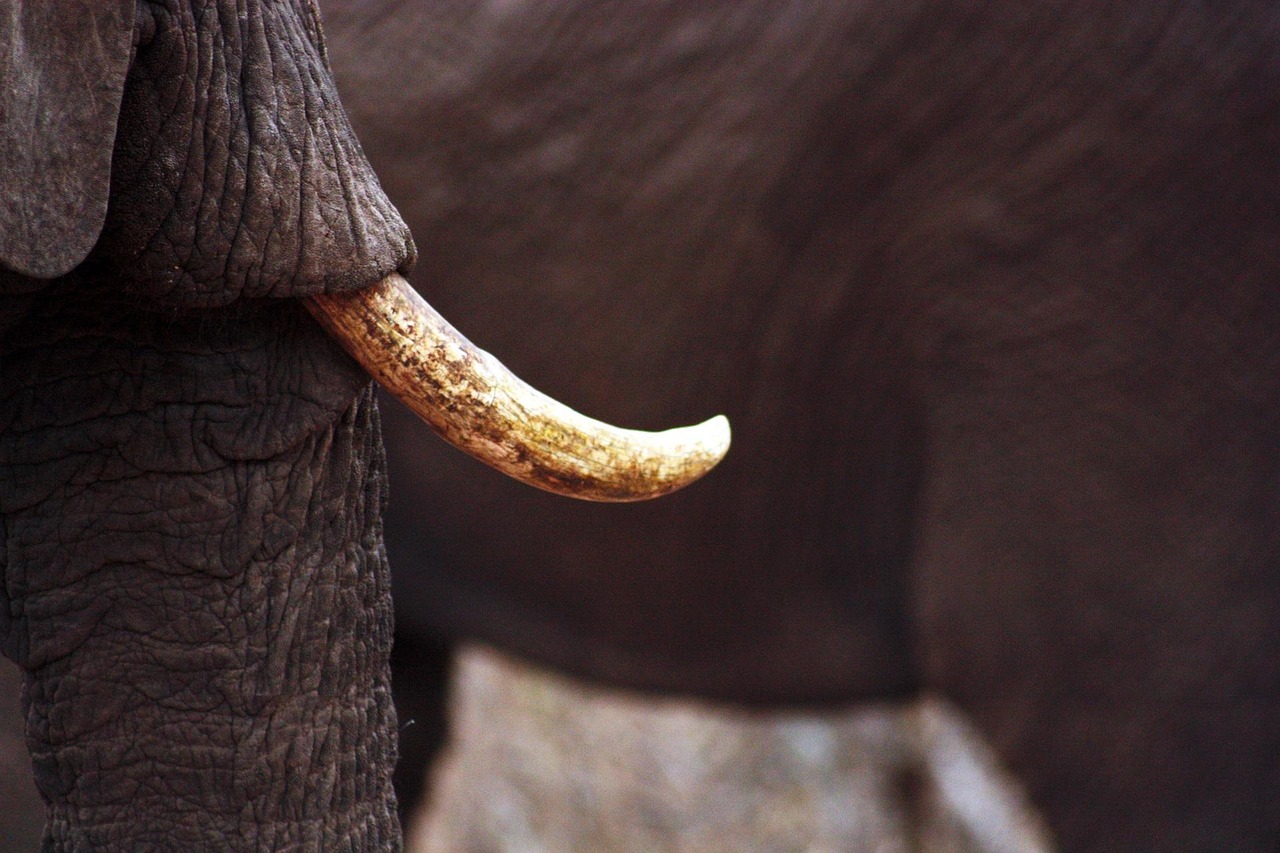 Ivory Elephant Animal Free photo on Pixabay Pixabay