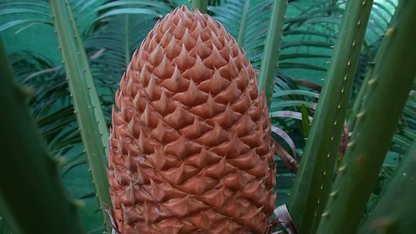 Con De Cicadă, Botanic, Australia, Cycad