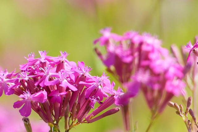 Catchfly, Natur, Pink, Nærbillede, Natur