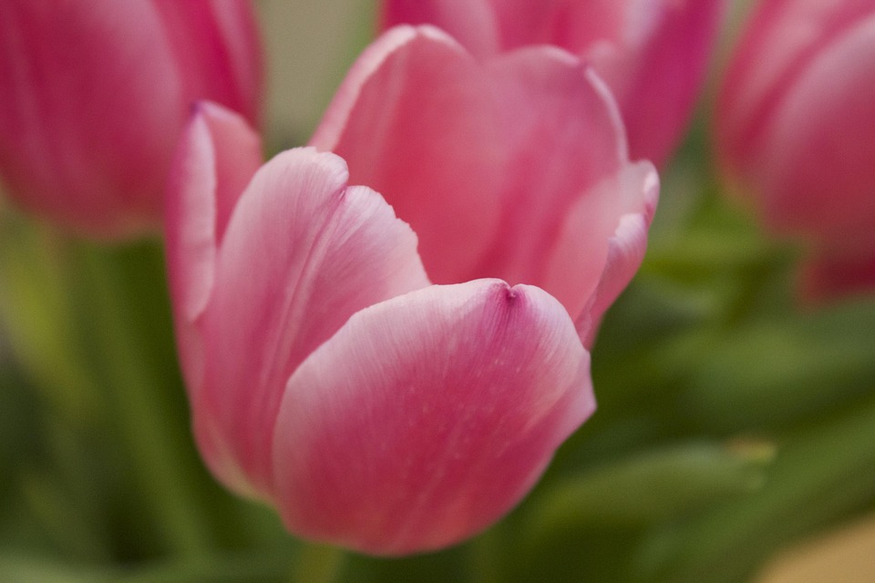 Pink Tulips Flower Tulip Free photo on Pixabay Pixabay
