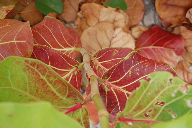 Free Leaves Vines photo and picture