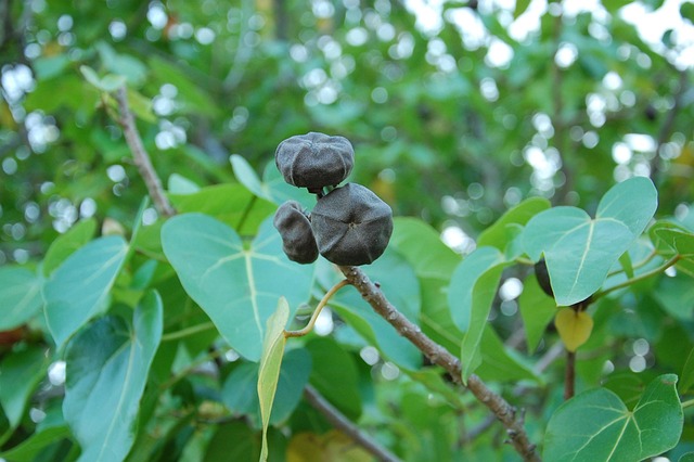 Free Leaves Berries photo and picture