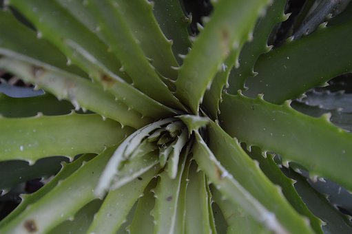 Aloe Vera, Agape, Serious, Green, Plants
