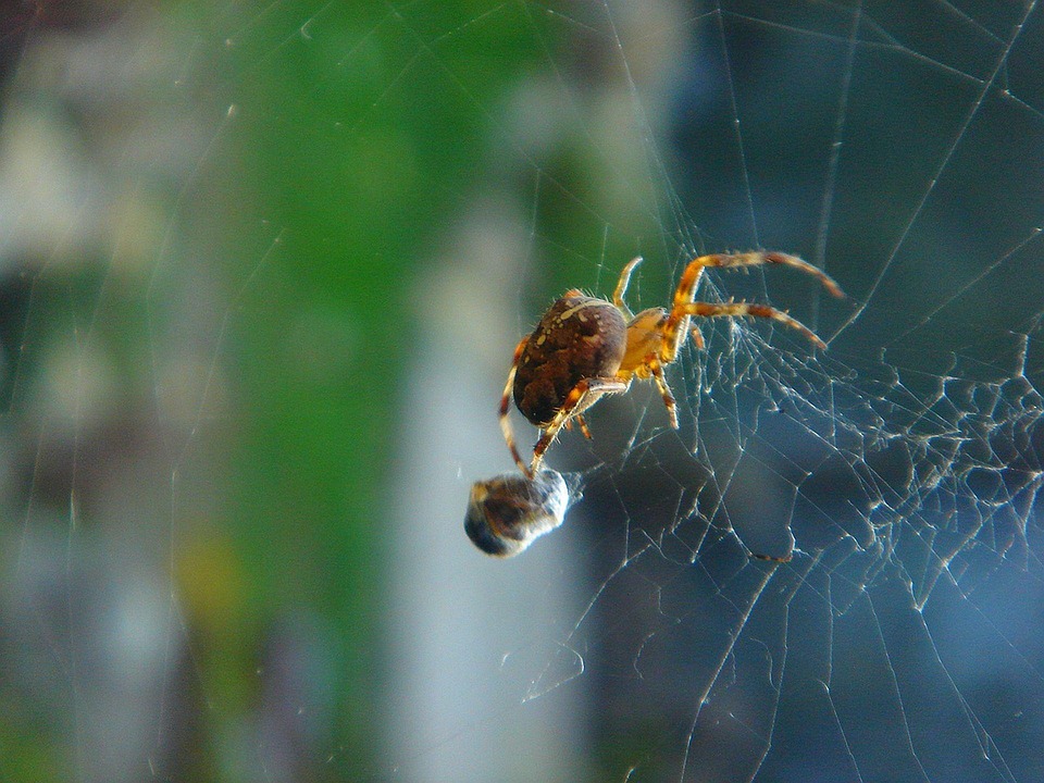 Webbles Image Insects Spider Insect Web - Free photo on Pixabay - Pixabay