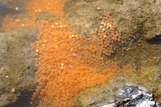 Free Water River photo and picture
