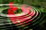 geranium, wave, water