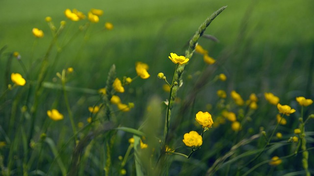 Free Flower Blossom photo and picture