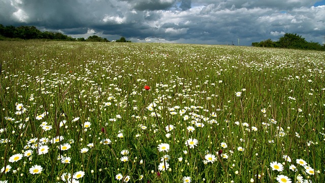 Free Meadow Landscape photo and picture