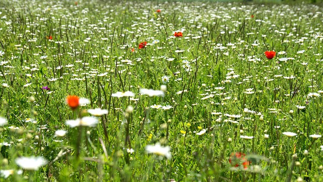 Free Flower Meadow photo and picture