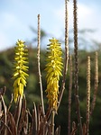 blossom, bloom, aloe vera