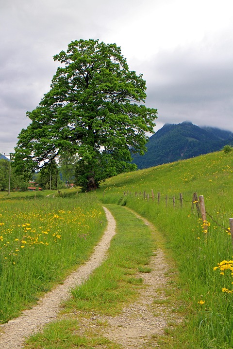 Tree Road Path Path Dirt Road Tree - Free photo on Pixabay