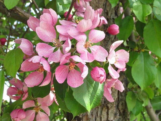 Free Summer Beautiful Flowers photo and picture