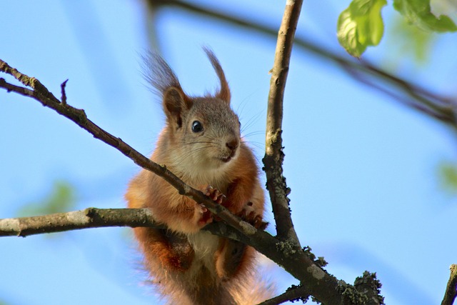 Free Summer Tree photo and picture