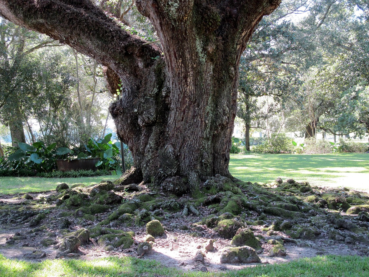 Chêne Arbre Les - Photo gratuite sur Pixabay - Pixabay