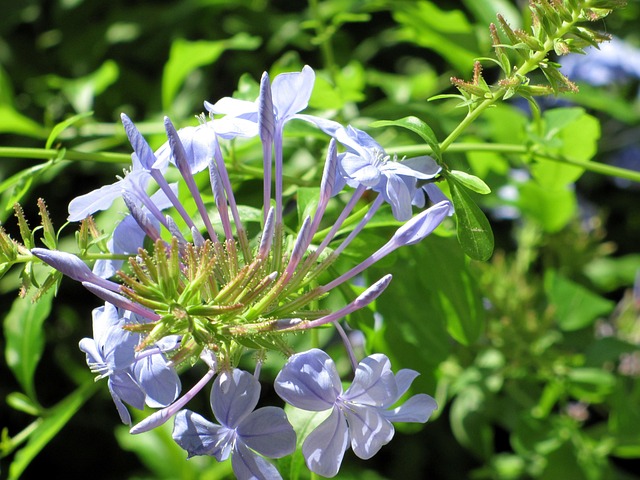Free Flowers Purple photo and picture