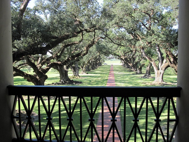 Free Alley Oaks photo and picture
