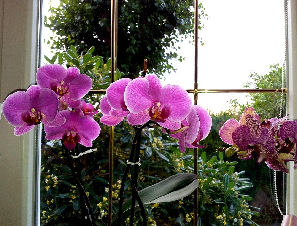 Foto gratis: Orchidea, Fiore, Rosa, Fucsia - Immagine gratis su Pixabay ...