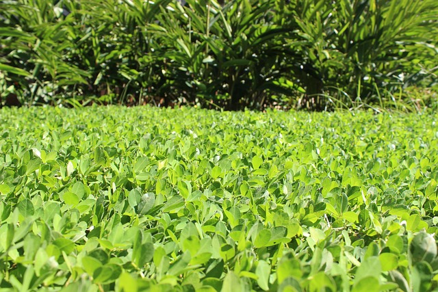 Free Garden Leaf photo and picture