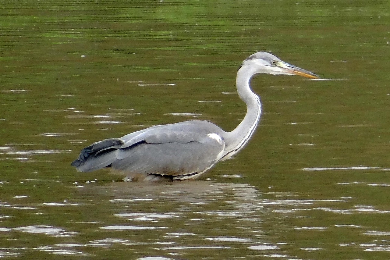 灰色のサギ Ardea Cinerea サギ - Pixabayの無料写真 - Pixabay