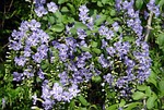 duranta erecta, verbenaceae, golden dewdrop