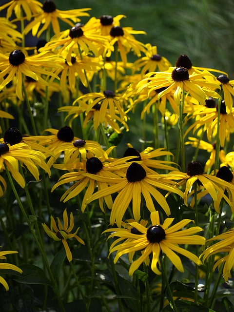Free Coneflower Yellow photo and picture