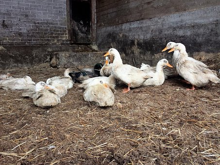 Free Duck Barn photo and picture