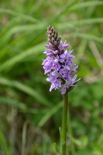 Free Orchid Flower photo and picture