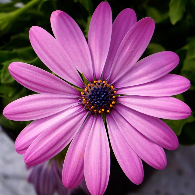 pink flower 353968_640