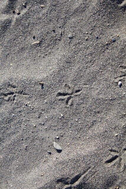 Sand, Følelse, Strand, Dyrespor