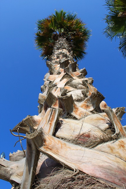 Palme Træ, Eksotisk, Palm Kuffert