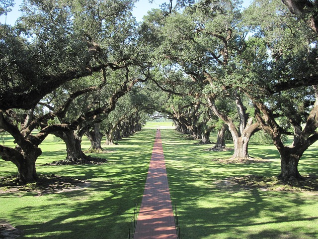Free Oaks Oak Trees photo and picture