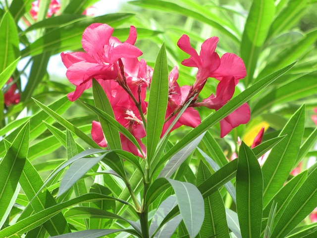 Free Pink Flowers Greenery photo and picture