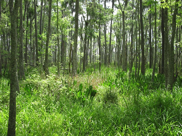 Free Swamp Marsh photo and picture