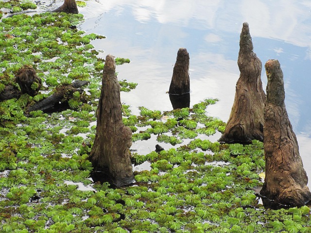 Free Cypress Knees Marsh photo and picture