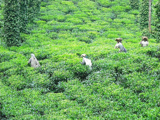 Free Tea Tea Plantation photo and picture