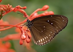 Striped Core, Butterflies